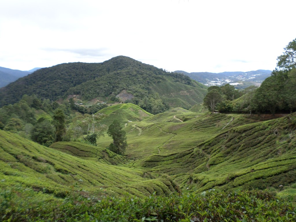 Feeling the cold in Cameron&nbsp;Highlands