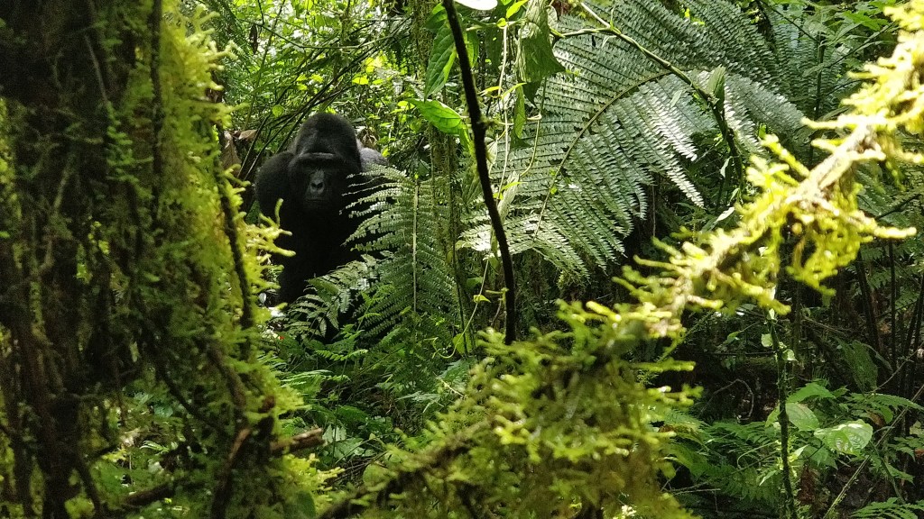 Gorilla tracking in Bwindi Impenetrable&nbsp;Forest