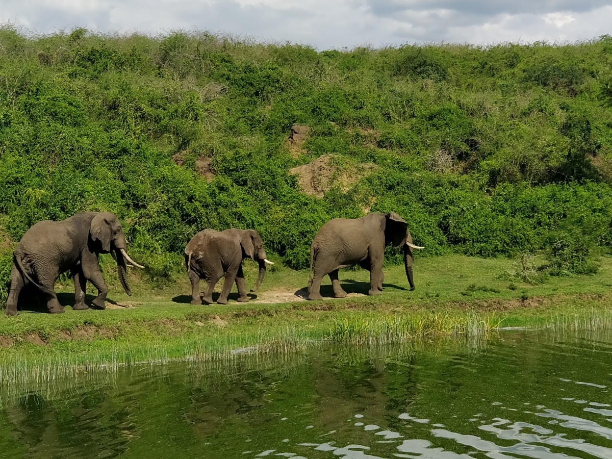 Safari self drive in Queen Elizabeth National&nbsp;Park