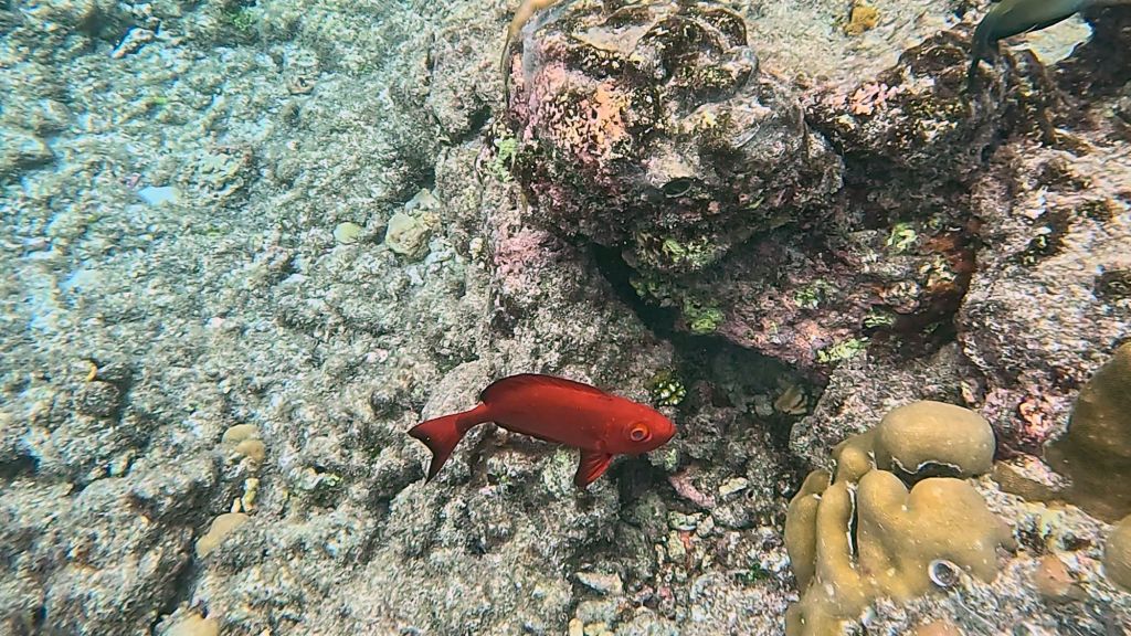 Dusky Squirrelfish in the Maldives