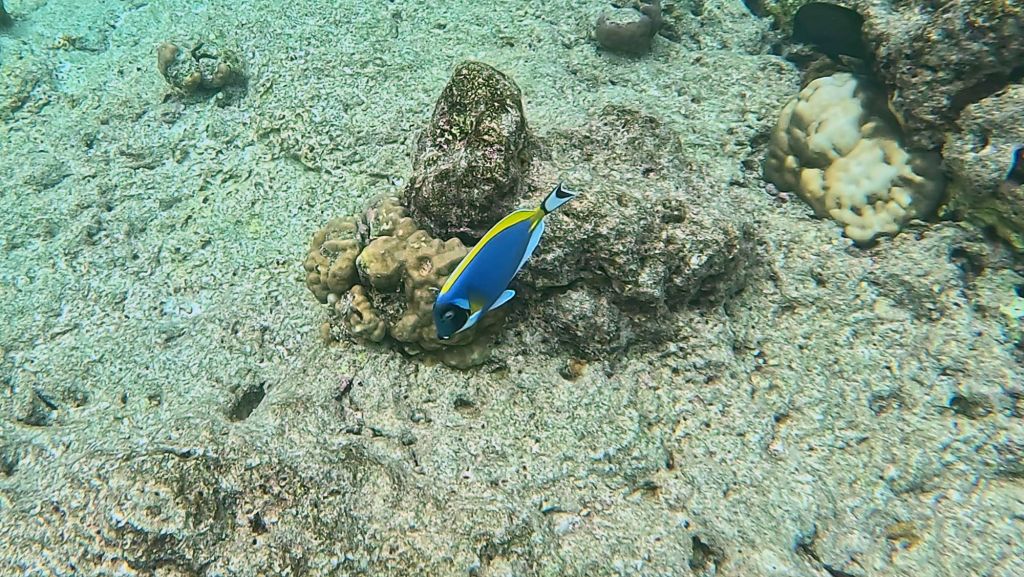 Blue Tang in the Maldives