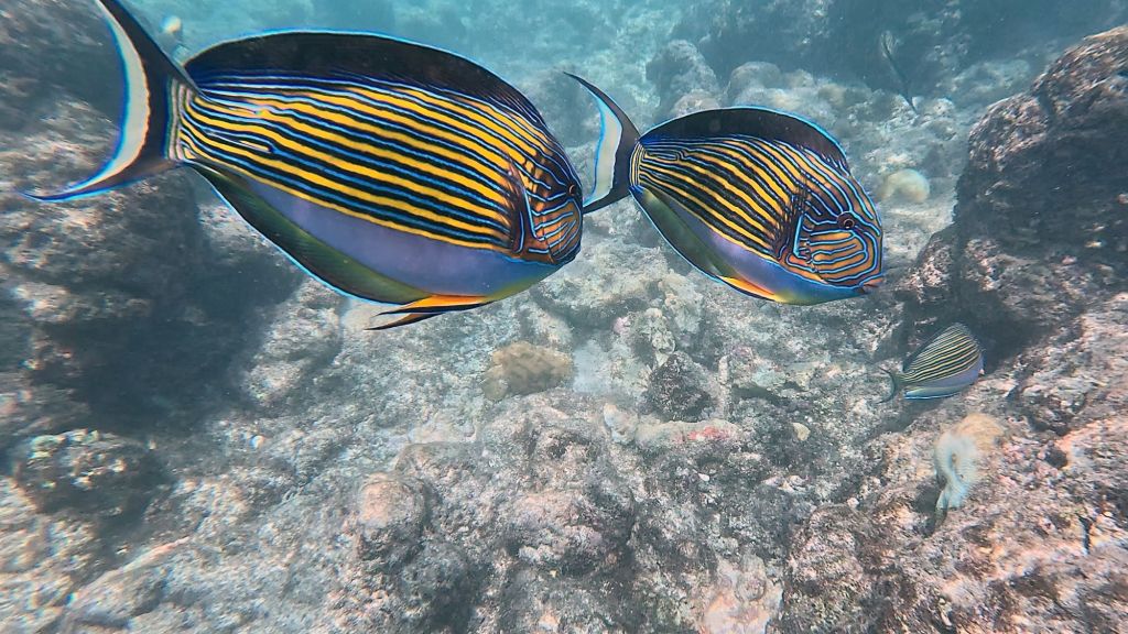 Clown Surgeonfish in the maldives