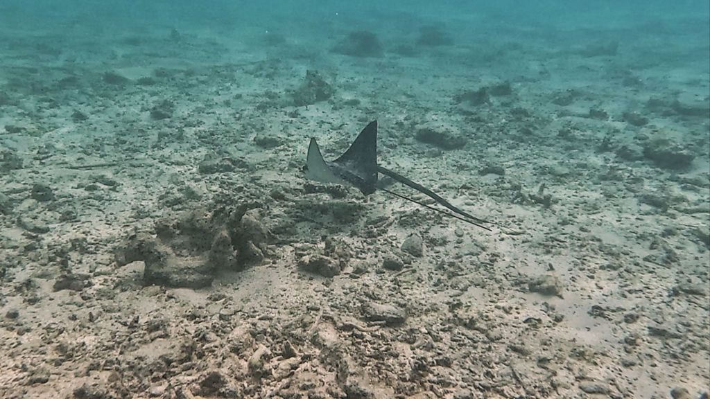 Eagle Ray in the Maldives