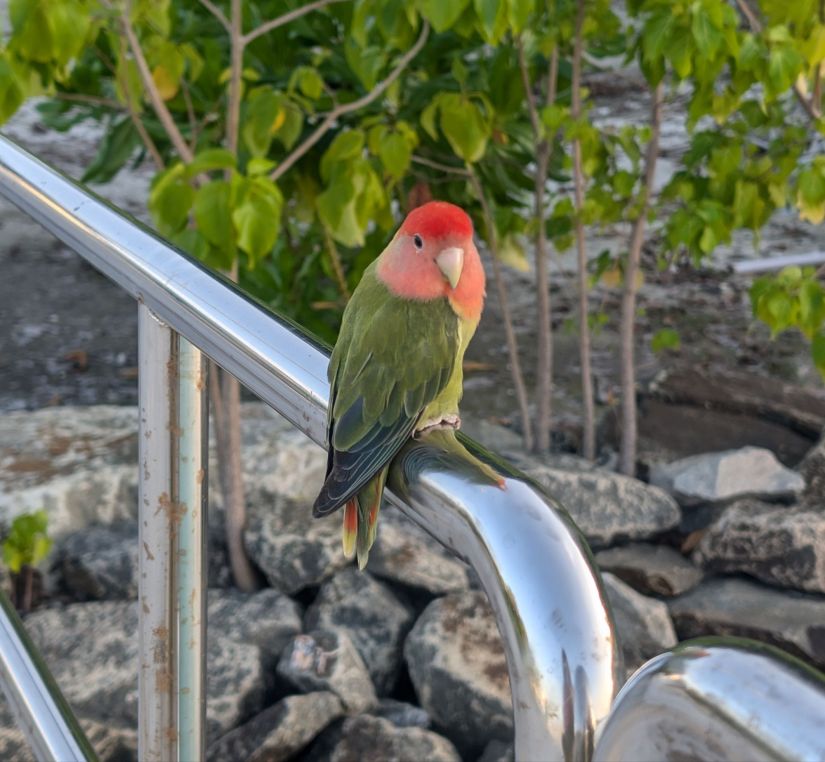 a love bird with green feathers and a pink face sits on the railings at the harbour of fulhadhoo
