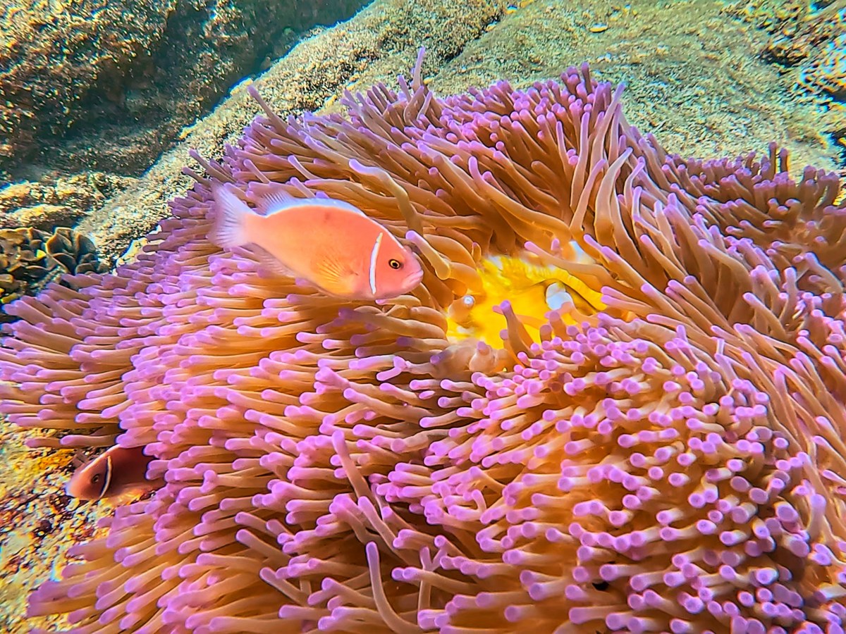 Snorkelling in Koh&nbsp;Tao
