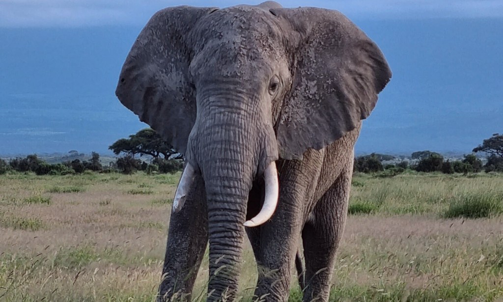 Safari in Amboseli National&nbsp;Park