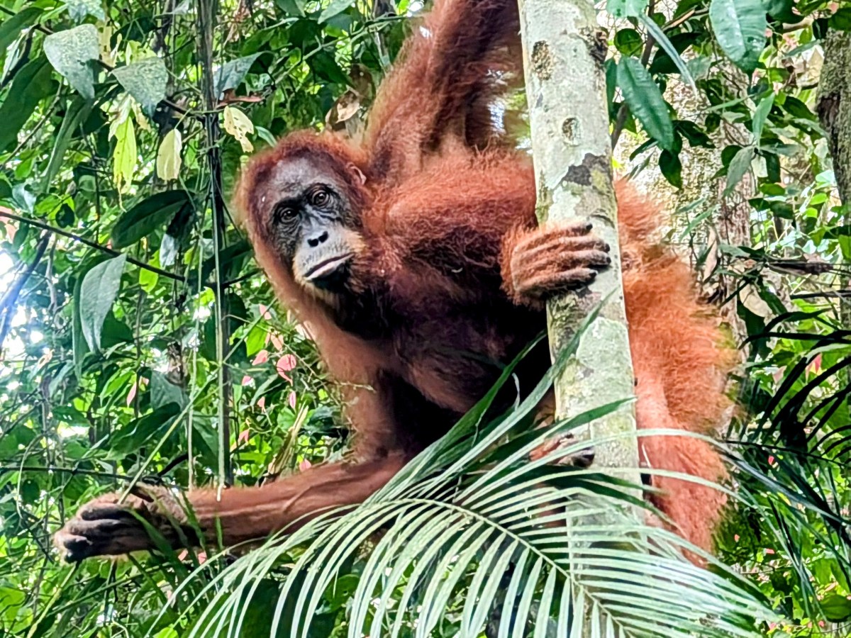 Wildlife encounters without the crowds in Southeast&nbsp;Asia