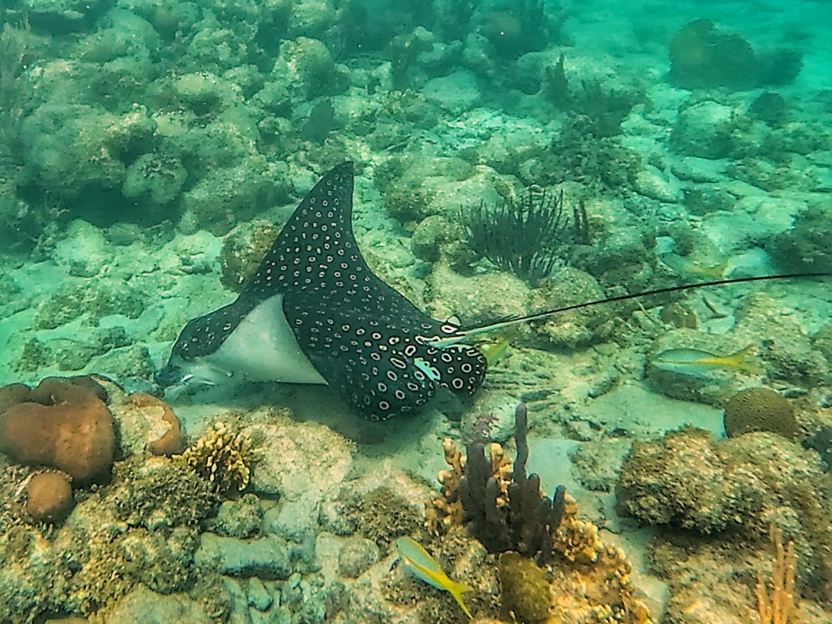 Taking it Easy in Tobacco&nbsp;Caye