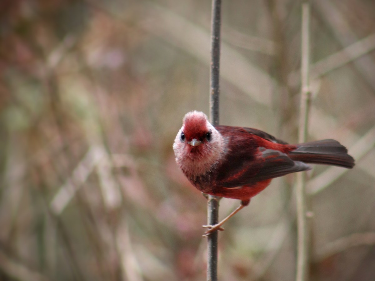 Unexpected Birding in&nbsp;Xela
