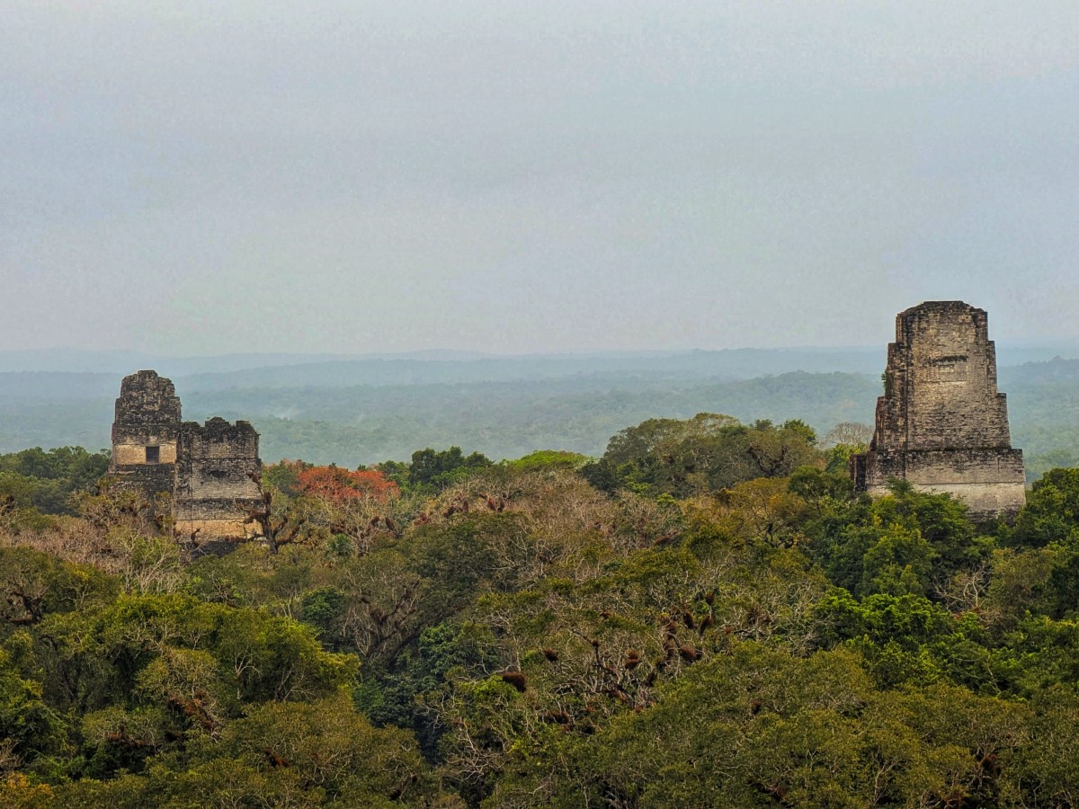 Incredible Wildlife and Ruins at&nbsp;Tikal