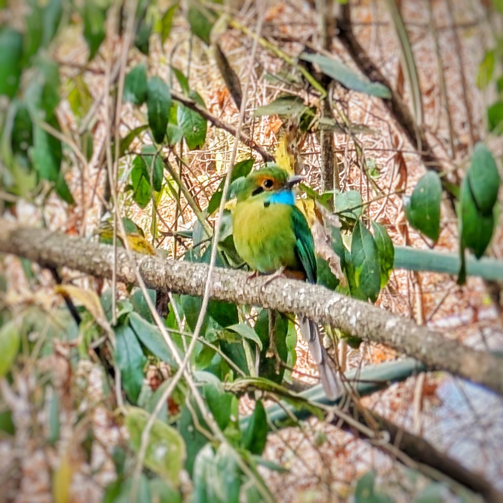 Motmots, Volcanoes and Alfombras in&nbsp;Antigua