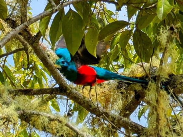 Finding peace (and Quetzals) in San Gerado de&nbsp;Dota