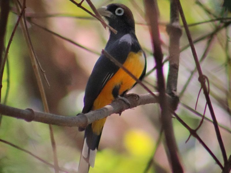 Wildlife and Peace at Laguna&nbsp;Apoyo