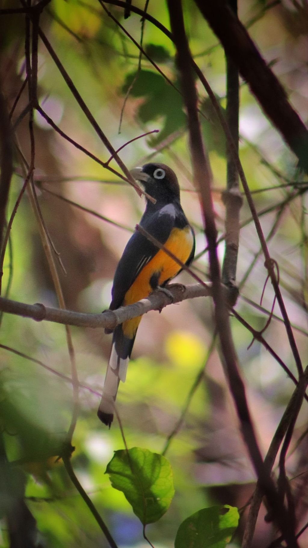Wildlife and Peace at Laguna&nbsp;Apoyo