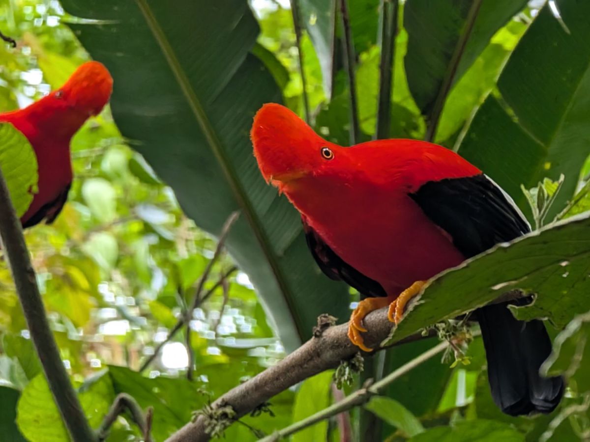 The birding starts in&nbsp;Jardín