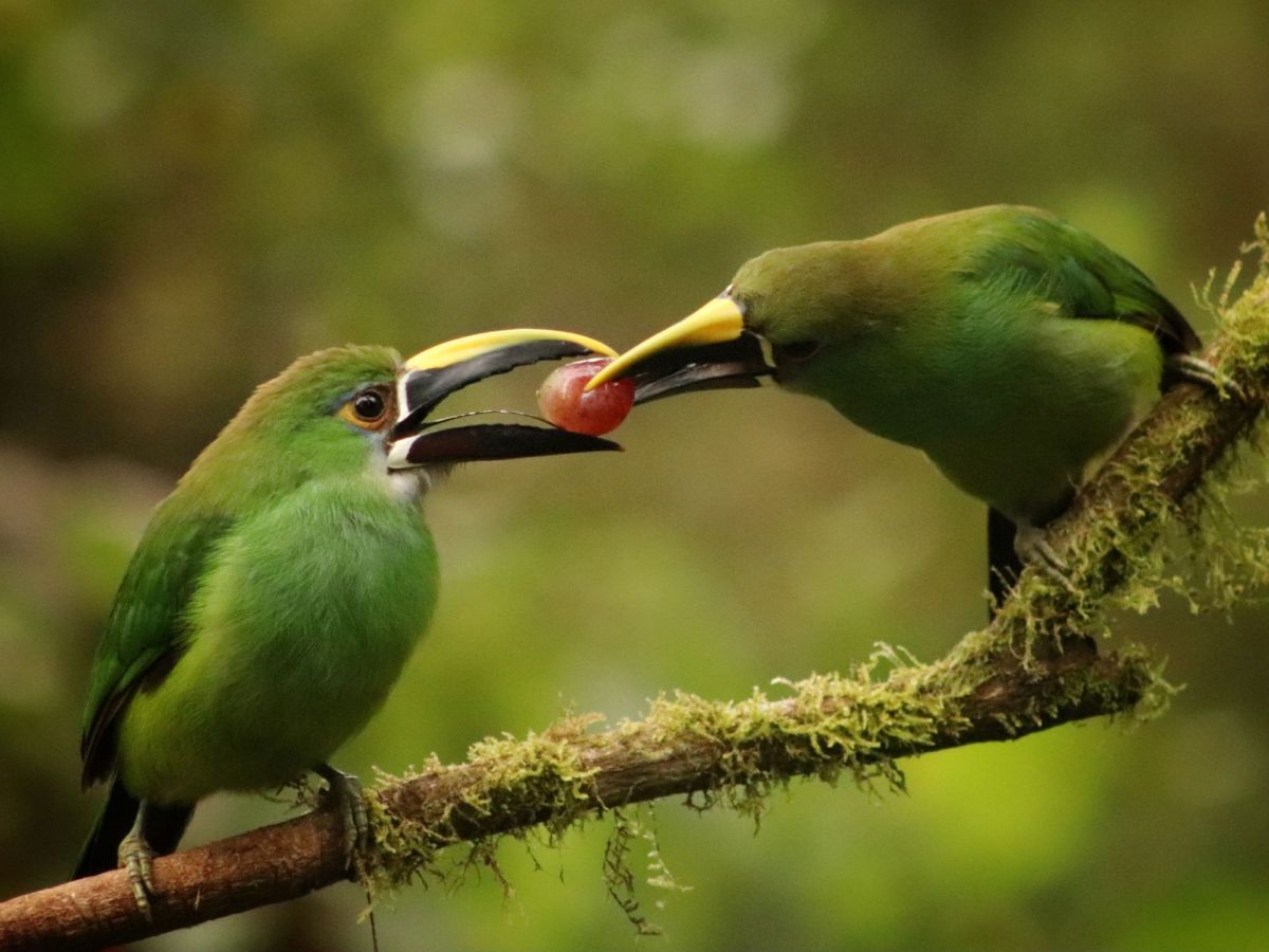 World-Class Birding in&nbsp;Manizales