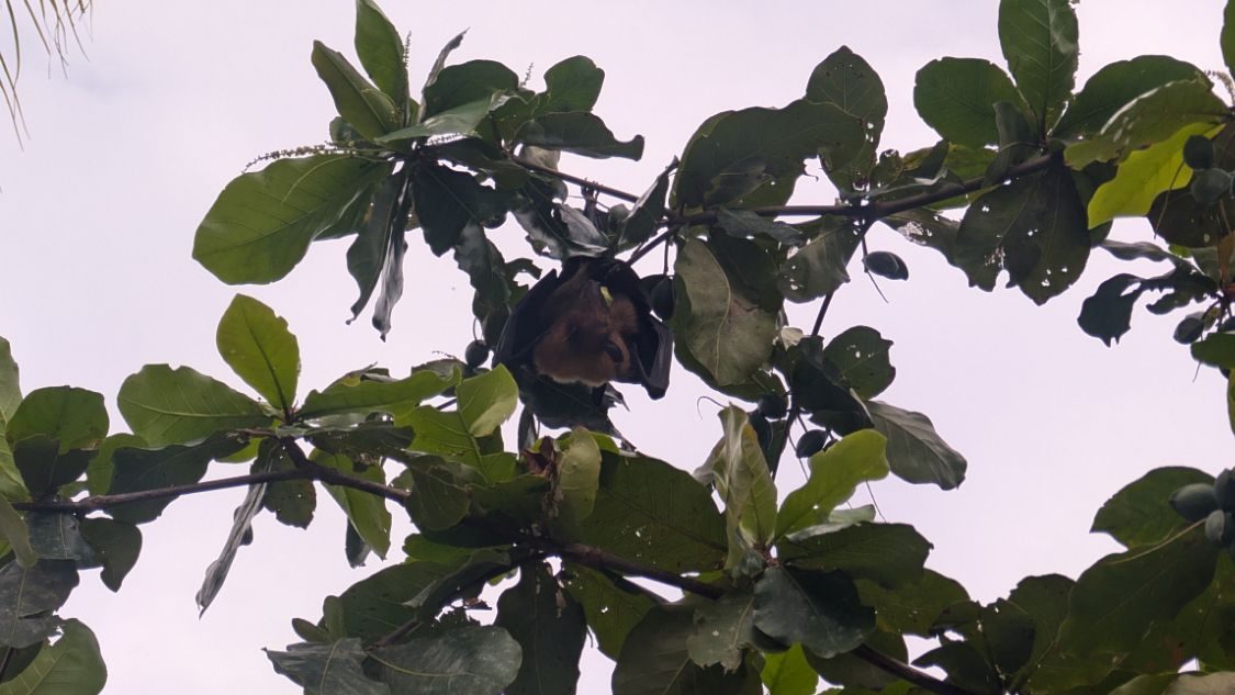flying fox in the maldives